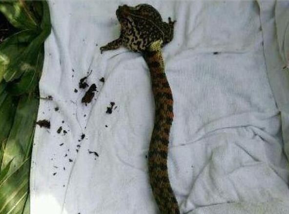  【发现】奇趣探知！男子钓到一只青蛙，拉上岸后，发现跟来一个不速之客。