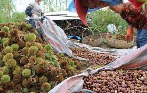 去国外旅游,看到地上掉板栗,不要捡,当地人也不敢