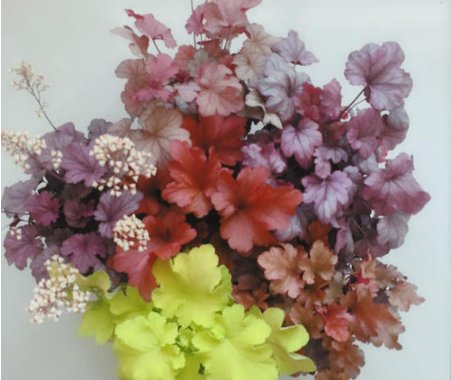  #铃铛#矾根还能开花？养护注意这些点，叶片色彩斑斓，花朵如铃铛，超美