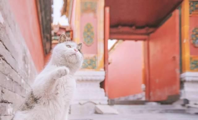 一年 30 多趟故宫，只为拍摄超赞「故宫猫咪图籍」！