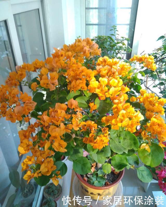 光照@三角梅总是不开花,除了养护原因,还有一个问题才是“关键”!