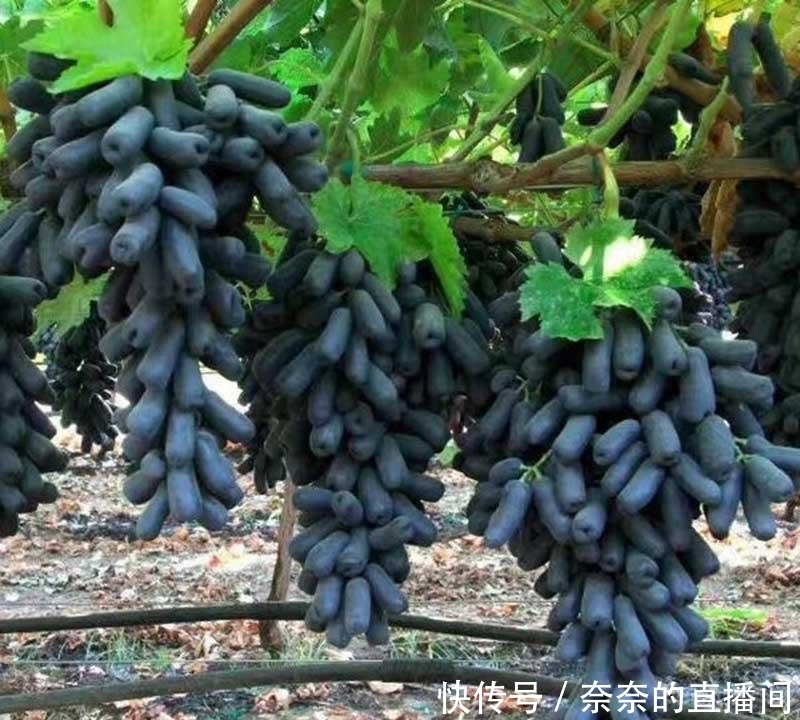 「招财」院子里不要乱种树,这6种树不仅能添福旺宅,还能招财纳福