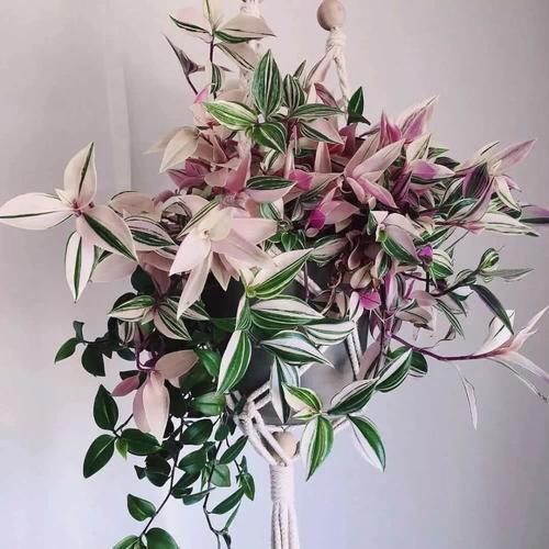  枝条@美得像油画一样的花，养护简单枝条窜枝快，比吊兰高端多了