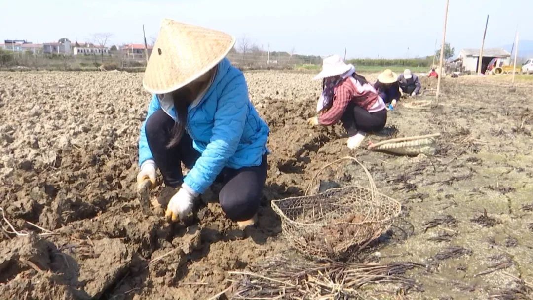 生长在泥巴里的“致富果”，亩产3000斤，效益是稻谷的几倍！