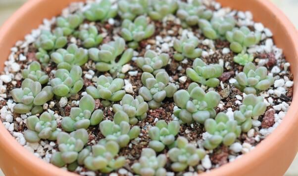  『么种植可爆』养肉肉给你推荐它，生长快，易养护，小巧可爱，轻松爆满盆