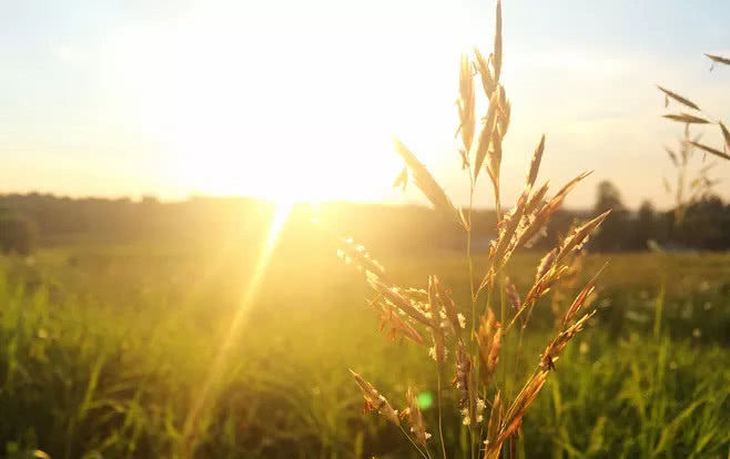  阳光@这3种植株不能“晒”，你把它放阳台上养，不黄叶才怪！