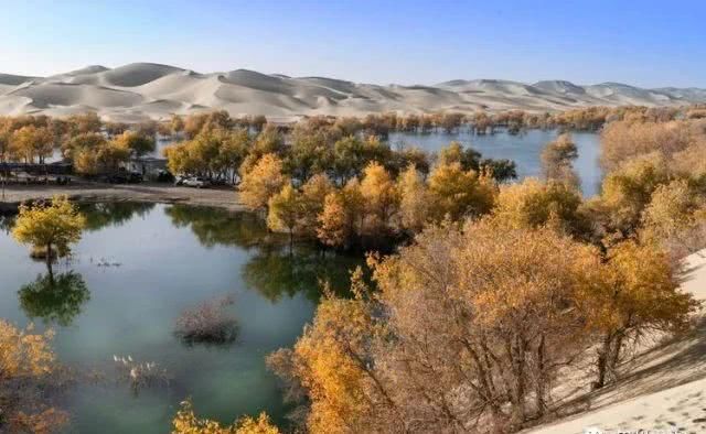 大美新疆，上眼胡杨