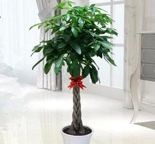  #向植株叶片#盆栽发财树，叶片四季翠绿，要如何管理呢？