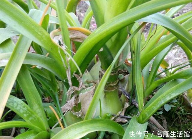 万年青@养殖虎眼万年青该怎么浇水?弄清前提、时机,植株越长越旺