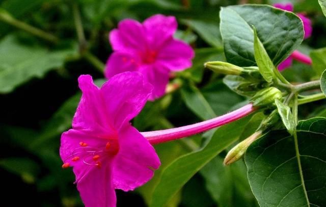  【家里】一花一世界，3种花家里必养，花大色艳比玫瑰好看，养出小花园