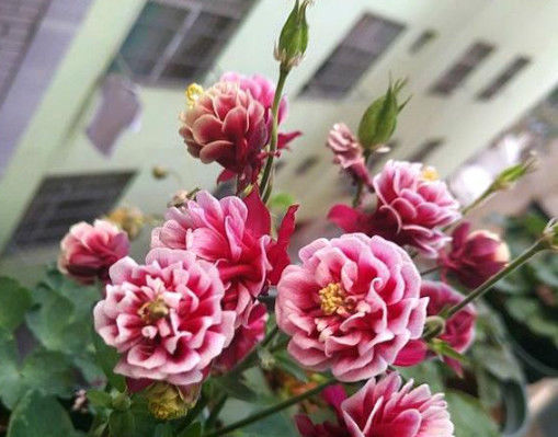  [芳香]鲜艳亮丽的花朵，花形别致，散发芳香，如此美的3种花谁不喜欢！