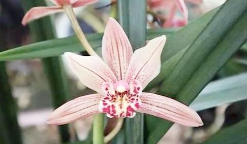  『迷人』盆栽养花就选它，好养易花，花色艳丽，花开浓香，花迷人手一盆