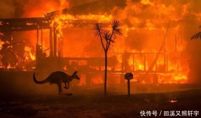 澳大利亚森林火灾动物