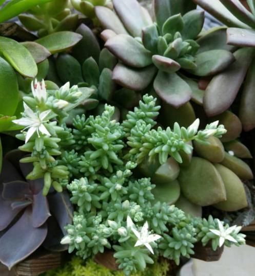 多肉花败就会死？家养多肉开花了，该不该剪掉？