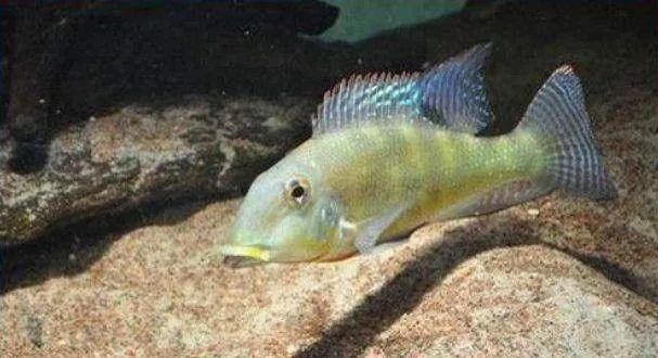  #水族市场上#美洲慈鲷之美，您细品