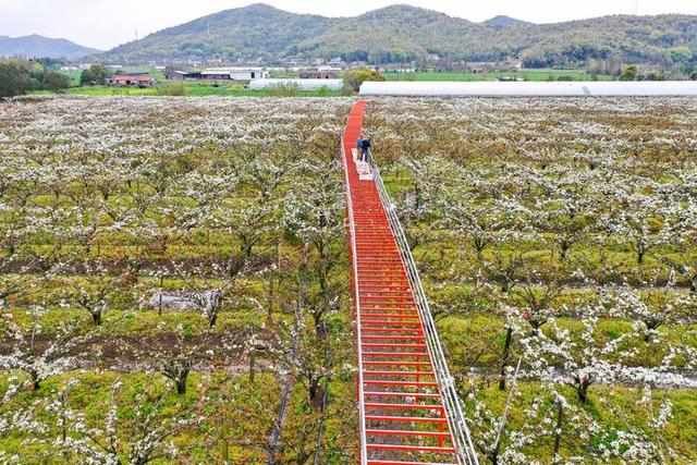  「春天」舟山：春天梨园花如雪 果农致富有新招