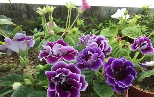  「种喜」3种喜阴花，放在北阳台，少晒太阳，少管它，清清爽爽开满花