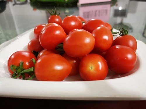 河南内乡：用科技“武装”农业 打造高效农业新名片