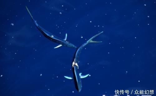  「填海造陆」南海新岛屿呼之欲出：数艘挖泥船填海造岛，3500米机场跑道拔地而起