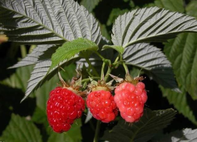 荒野中，一种红果实，曾经无人敢吃，如今一斤卖20元