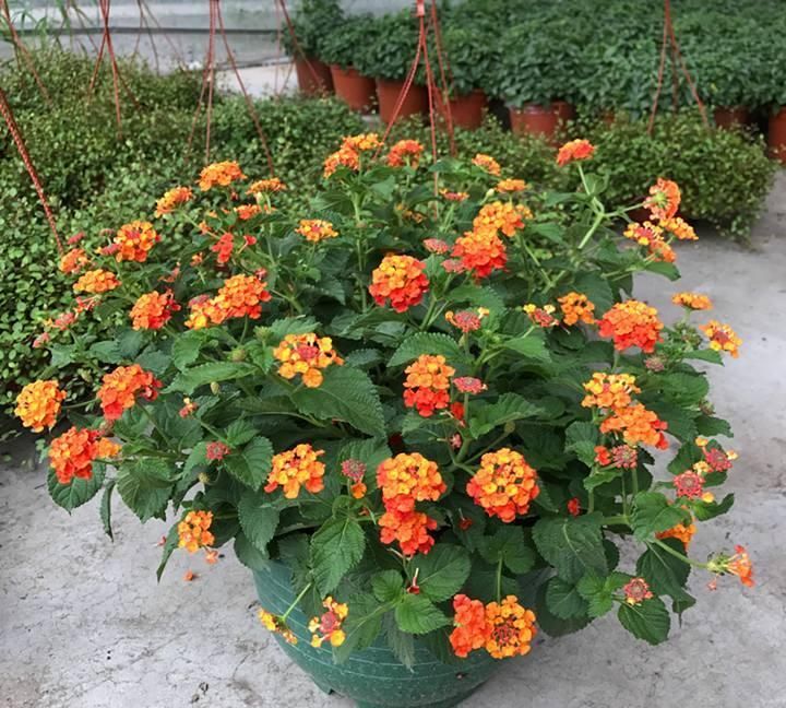  [记录生活]在国外臭名昭著，国内却是香饽饽，这种植物有何独特之处？