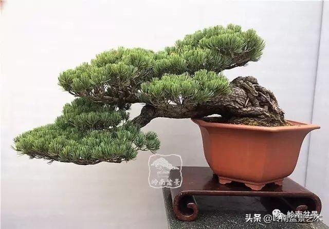  「作品」有年功的盆景，品相好，价值高！