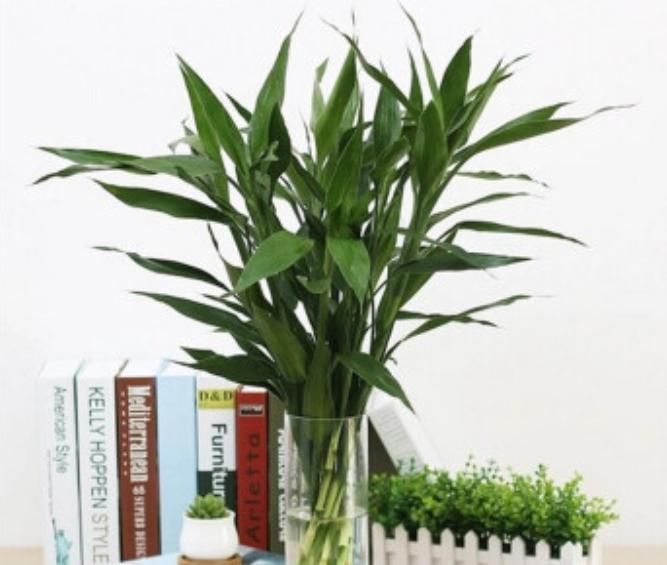  『富贵竹』这“4种”植物，可以用“醋”养，每个月用“1斤”枝繁叶茂