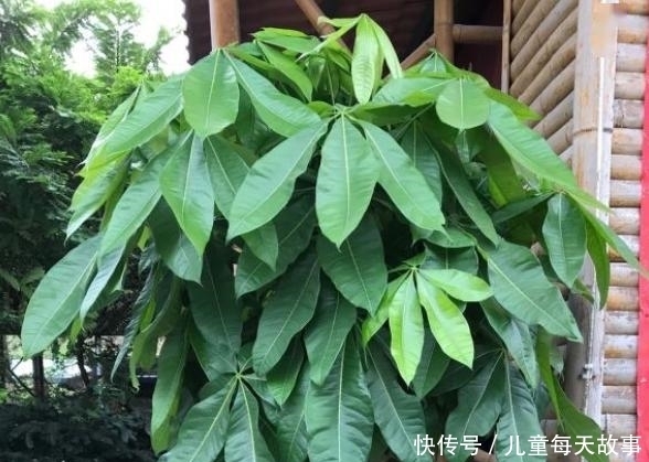 【黄叶】发财树就是这么好养,只需4步,枝叶繁茂,再也不黄叶烂根