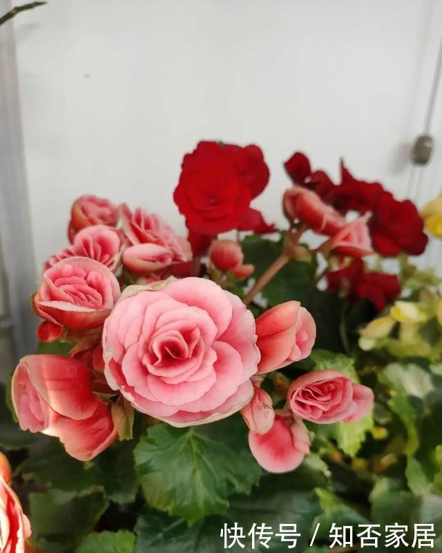 「怕乱」5种花就怕乱浇水,浇得越多,死的越快