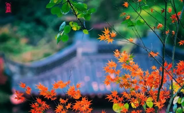 别老想着去日本拍红叶，中国这些地方的红叶也很好看