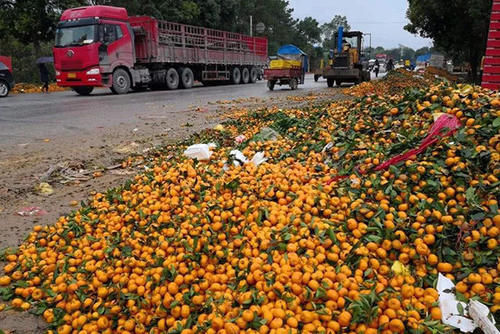  [大棚]从50元跌到10元，还是卖不出去，可让乡亲们愁坏了，销路