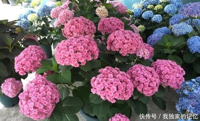移到阴凉通|晒不得的“4种花”,天热赶紧搬到“阴凉地”,不然难度夏