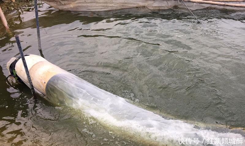 一亩3千斤, 一斤20元, 农民投资60万元, 结果滞销无人理