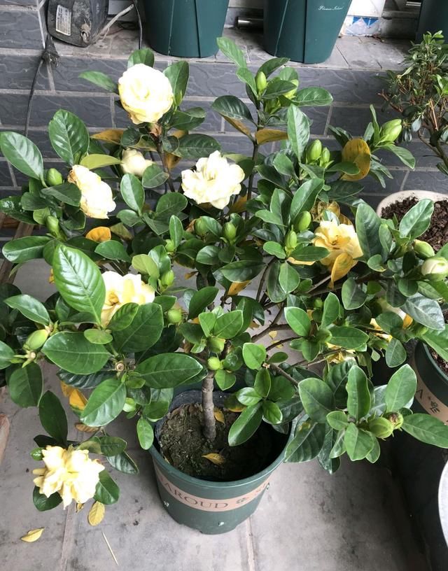  花苞@栀子花少一天浇水就黄叶枯花苞？比伺候月子还难受，就该洗个澡