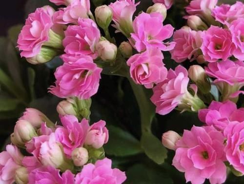  #长寿花#窗台可以放“1种花”，养2年，剪下“6根”枝条沾水，繁殖6盆！