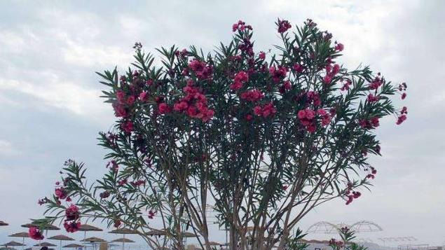  『植物』作为最毒植物之一，为什么大城市的马路边到处都是？