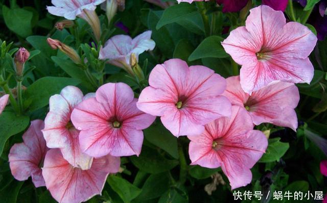 能力|3种花适合新手养,开花能力强爆盆简单,颜色鲜艳招人喜欢