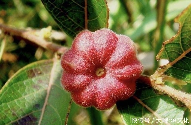  果子@“1种果子”常被忽视，人称“算盘子”，如今1斤“10元”不好买！