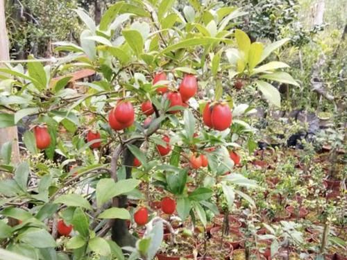  果子@1种盆景树，有着黑色的“茎干”，还可以结出“果子”，养1棵增值