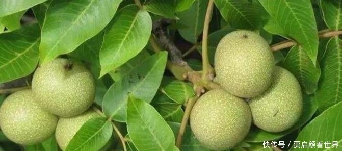卖几十元一斤的野果, 城里人当成好东西, 农村遍地都是