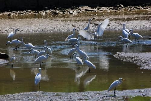 3小时发现26种水鸟!青岛原来藏着这么多观鸟圣地