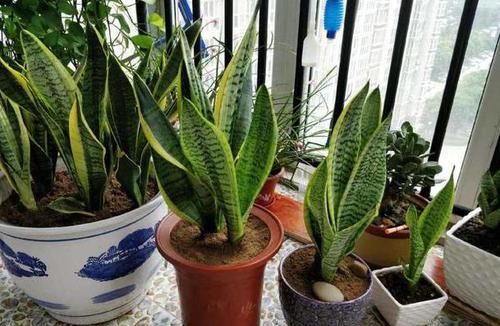  『虎皮』室内盆栽绿植当首选虎皮兰，养花杀手杀不死，还能净化空气