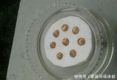 『玉米棒子』小清新的绿植盆栽,花生、玉米都能做!种子盆栽就是这么简单!