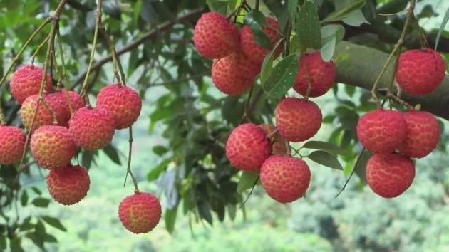 中国天价树：果子卖到五十万，另一棵价值高达一亿