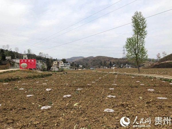  『大方』贵州大方：坝区引领谱写产业发展“新篇章”