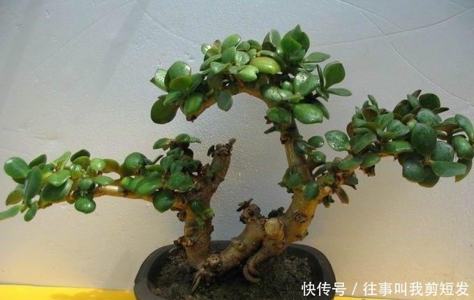 新一年就养“镇宅树”，家里好运连连，植物长得还旺！