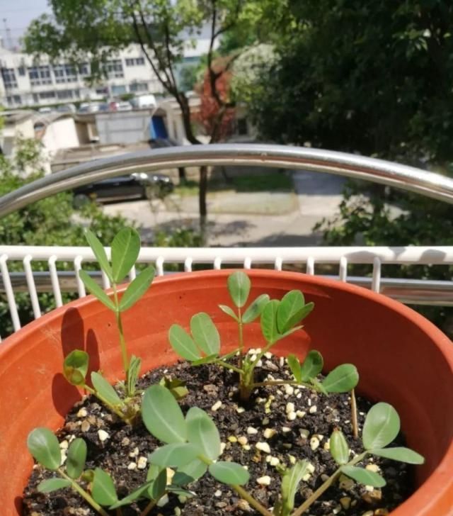  把花生米@她用几粒花生米，种出一盆大花生，冒出来的豆芽根忒好看！