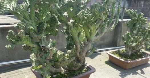  【益处】此花，能有效预防辐射，所以选择把它放在客厅里，对身体的健康有益处