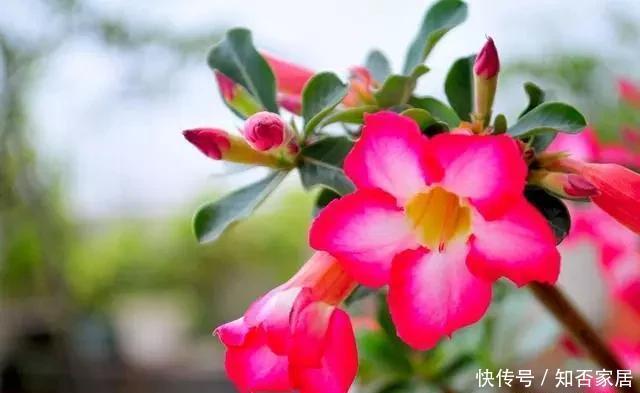 特别|冬季养花别“瞎养”,记住这几点,简单养花来年接着开花!