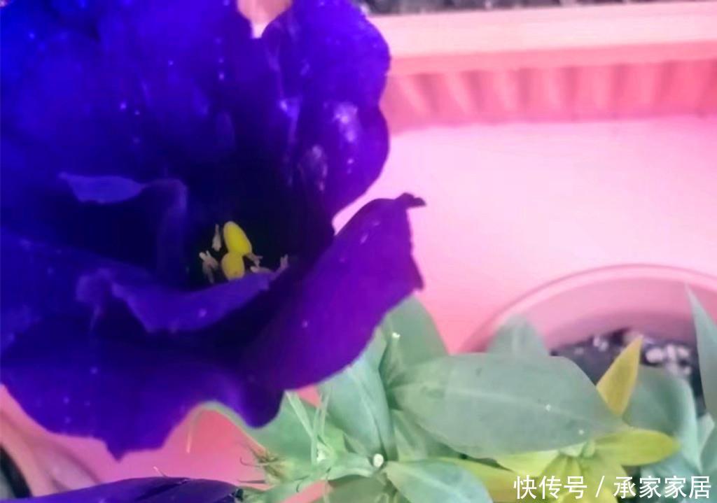  [洋桔梗叶片发软下垂]有人说此花比玫瑰还要美，秋天盆栽叶片总是发软下垂，怎么办